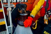 RNLI lifeboat crew rescue pet rottweiler stranded on rocks in Cornwall