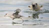 Vote for the Wildlife Photographer People’s Choice Award