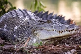 Woman in Malaysia accidentally hauls in 10ft-crocodile in fishing net