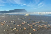 Mystery as thousands of gelatinous pink sea creatures wash ashore