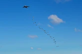 British paratroopers train for a confrontation with Russia in Estonia