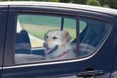 Dog owners given heatwave warning after French Bulldog dies in car