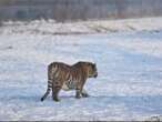 Viral video shows farmer narrowly escaping Siberian tiger attack