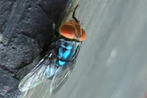 Millions of flies to be dropped in Texas to fight flesh-eating maggots
