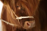 Why this UK dairy farm swapped milk production for cow cuddling
