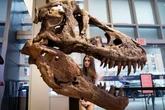 Not all fierce-looking dinosaurs like T rex packed strong bites