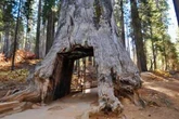 Hiker, 29, killed by falling sequoia branch in Yosemite