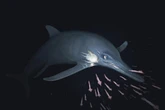 Fossil reveals giant sea monster that survived against extreme odds