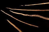 Spears found in a coal mine may change the history of human hunting