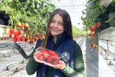 Spring sun helped grow 200 tonnes of strawberries in time for Easter