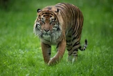 Two critically endangered Sumatran tigers infected with Covid
