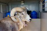 Man in court accused of cloning giant sheep for trophy hunters