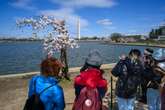 Beloved DC cherry tree ‘Stumpy’ lives on this spring