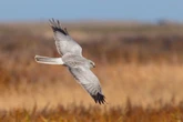 Record number of hen harriers killed or missing, RSPB warns
