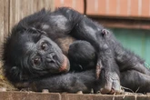 Meet the first endangered bonobo baby born at UK zoo