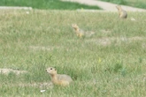 The American city becoming overrun by ground squirrels
