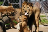 European zoo welcomes four new rare Barbary lion cubs