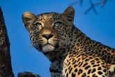 Leopard-hunting holiday packages being sold for up to £116,000