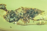 Zombie fungus hijacked minds as early as dinosaur era, study finds