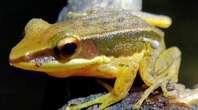 Mushroom sprouting from live frog in India leaves scientists stunned