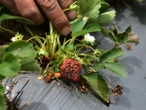 Rising fungal attacks ‘pose catastrophic threat’ to global food supply