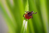 Experts say a certain tick bite might make you allergic to red meat