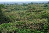 Alien plants and animals have cost Europe over $1.5 trillion