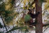 Schools locked down as bear cub spotted in tree outside