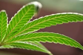 How Trump’s federal policy change could affect marijuana?