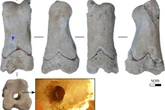 Ancient Egyptians guards used this artefact to warn of grave robbers