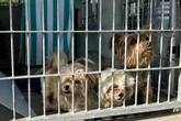 Animal shelters surge with abandoned pets after owners detained