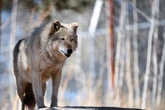 Colorado told to stop importing gray wolves from Canada