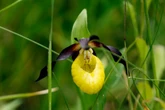 Flower once nearly extinct found in wild for first time in a century