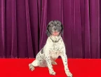 Police dog helped solve murder of drug dealer