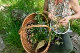 Rise of ‘middle-class foragers’ prompts warning on sustainability