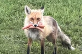 Canadian police spot fox that made off with a mouthful of hot dogs