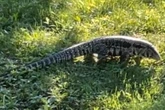 Police searching for ‘large lizard’ on the loose in Maine town
