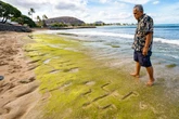 Mystery petroglyphs dating back at least 500 years reappear on beach