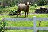 Police warning to not approach injured and angry water buffalo