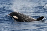 Why are orcas attacking boats? Their ‘dialects’ could solve the puzzle