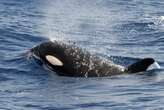 Orca pod rams yacht in latest killer whale attack in Spain