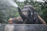 Man taking selfie trampled to death by wild elephant