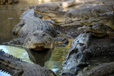 Tourist bitten by crocodile at zoo after mistaking it for statue