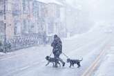 Can and should you walk your dogs in the snow?