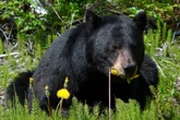 Man arrested for shooting dead a bear that kept coming near his home
