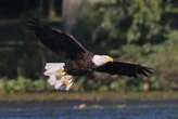 Horizon Air flight forced to return to airport after hitting eagle