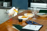 Seagulls will only steal your lunch when in a flock, scientists find