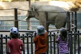 Activists outraged after two Asian elephants vanish from LA Zoo
