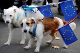 UK requests return to EU’s freedom of movement – for pets