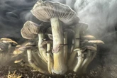 Could magic mushrooms help treat Parkinson’s patients?